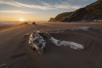 Driftwood in sand on beach at sunset
