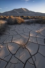 Cracked sand dunes and bushes