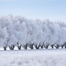 Row of frosty trees in winter