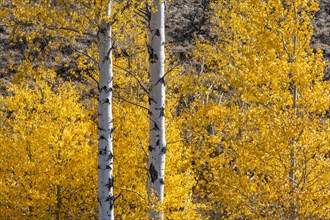 Yellow birch trees in autumn in Rocky Mountains