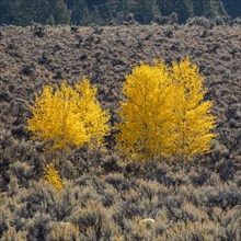 Yellow trees in autumn in Rocky Mountains