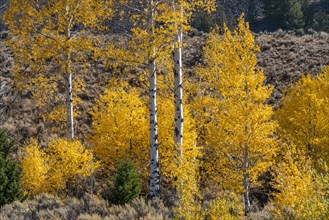 Yellow birch trees in autumn in Rocky Mountains