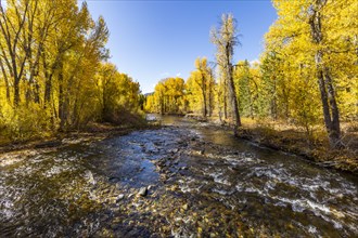 Big Wood River with autumn trees