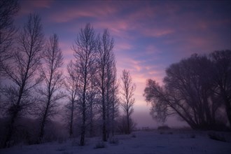 Silhouetted trees at dawn