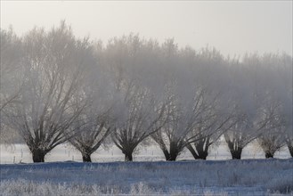 Row of frosty trees