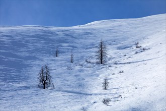 Solitary trees on snowy slope
