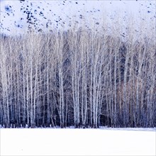 Aspen trees in winter