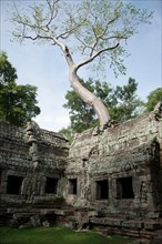 Tree at Angkor Temples in Cambodia