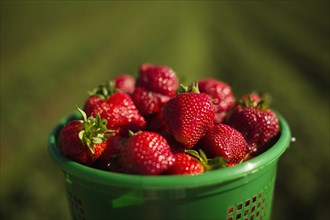 Full basket of ripe strawberries in strawberry field