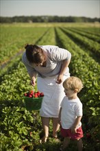 Mother and toddler son picking ripe strawberries in strawberry field