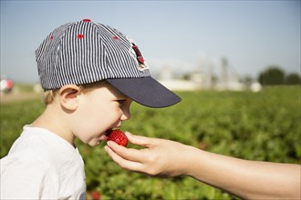 Hand of mother feeding strawberry to toddler son in strawberry field