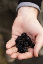 Person holding blackberries