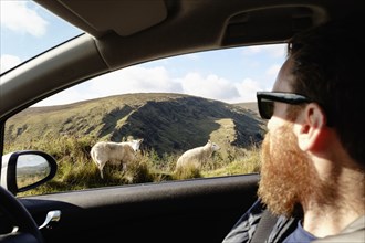 Mid adult man looking at sheep through car window