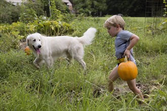 Boy with dog carrying heavy pumpkin on fruit farm