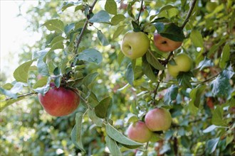 Ripe apples on orchard tree on fruit farm