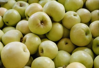 Stack of fresh green apples