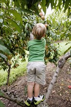Rear view of boy climbing to pick peach from tree on fruit farm