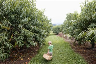Rear view of boy searching between peach trees on fruit farm