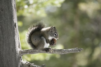 A pine squirrel eating a pine cone