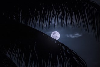 Full Moon behind palm leaves