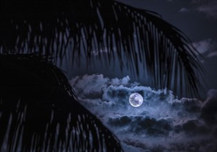 Full Moon and clouds behind palm leaves