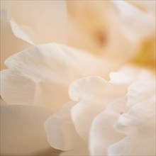 Extreme close-up of cream colored chrysanthemum petals