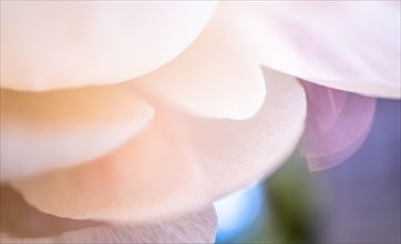 Extreme close-up of pale pink chrysanthemum petals