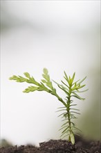 Eastern White Cedar (Thuja occidentalis) seedling