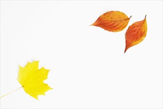Sugar Maple and Dogwood Autumn leaves on white background