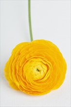 Studio shot of yellow ranunculus flower