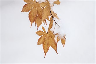 Snow on autumn maple leaves