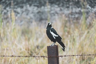 Magpie perching on barbed wire fence