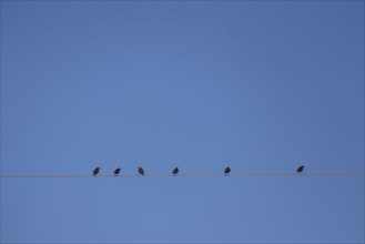 Starlings perching on cable wire against blue sky