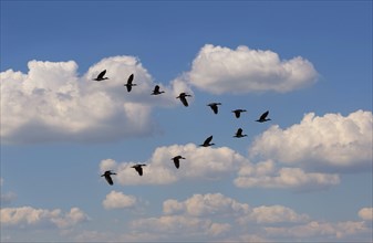 Egyptian Goose (Alopochen aegyptiaca) flying in V-formation against clouds
