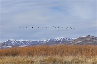 Flock of Canada Geese flying over marsh
