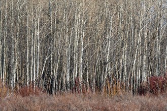 Leafless trees in autumn