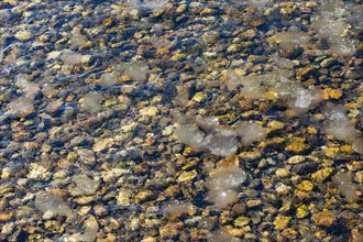 Clear waters of Salmon River
