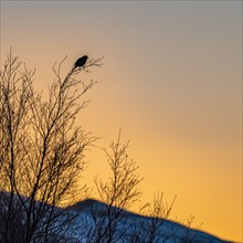 Silhouette of songbird in tree at sunset