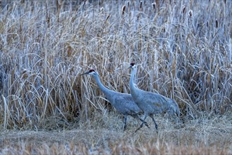 Sandhill cranes (Antigone canadensis) in marsh