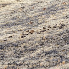 Herd of deer grazing on hillside