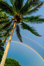 Palm tree and double rainbow on blue sky