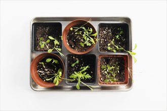 Overhead view tray with small pots with seedlings