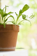 Seedlings growing in terracotta pot