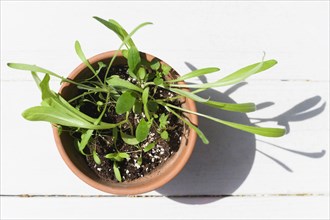 Overhead view of seedlings growing in terracotta pot