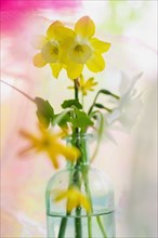 Daffodils in vintage bottle