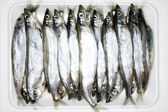 Overhead view of sardines on tray