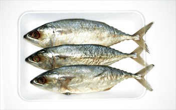 Overhead view of sardines on tray