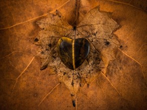 Wooden heart on autumn leaf