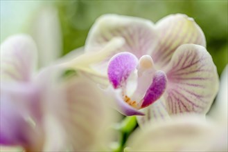 Close-up of orchids