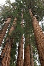 Usa, California, Low angle view of sequoias in forest